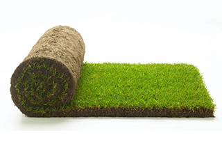 Category image for Lawn Turf