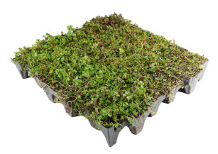 Category image for Sedum Roof