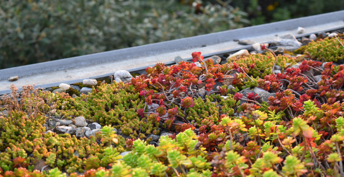 Sedum roofing