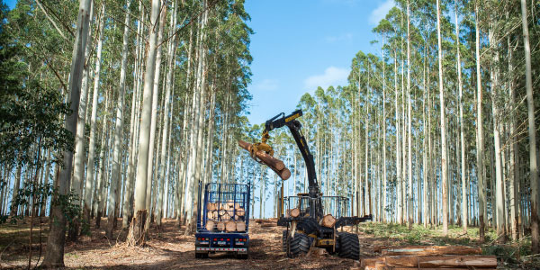 Timber plantation